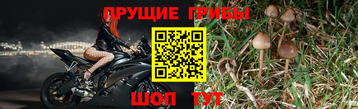 Галлюциногенные грибы Cubensis Заволжье